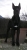 JCh. Elvis Fom long neck
