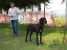 Canis Meus Portobello Belle